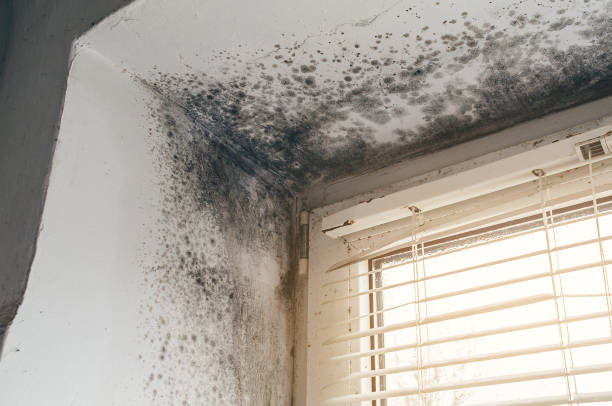 Affordable Basement Mold Removal solutions in Catlett, VA