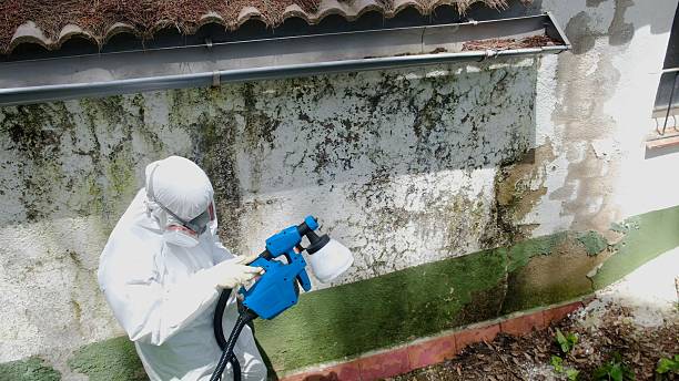 Top rated local Basement Mold Removal specialists in Catlett, VA